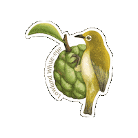 Atis Sticker