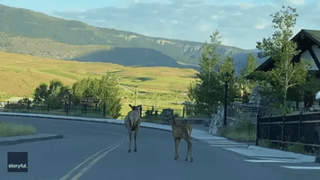 Idyllic Scene as 'Mama Elk' and Fawn Walk Toward Yellowstone Landmark