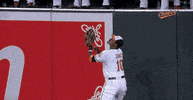 tampa bay rays mlb GIF