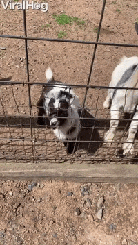 Adult Goat Rams Baby Goat About To Get Food GIF by ViralHog