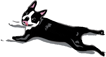 Fetch Boston Terrier Sticker by Vera Bradley