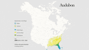 yellow-throated warbler GIF by audubon