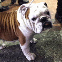 dog GIF by Westminster Kennel Club