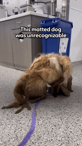 cuteanimalland giphyupload GIF