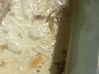 Education Biology GIF by DIIMSA Stock