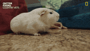 National Geographic Aww GIF by Nat Geo Wild