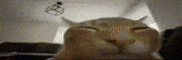 Cat Explode GIF
