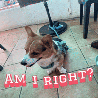 Am I Right GIF