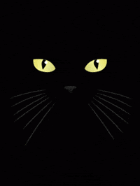 black cat GIF