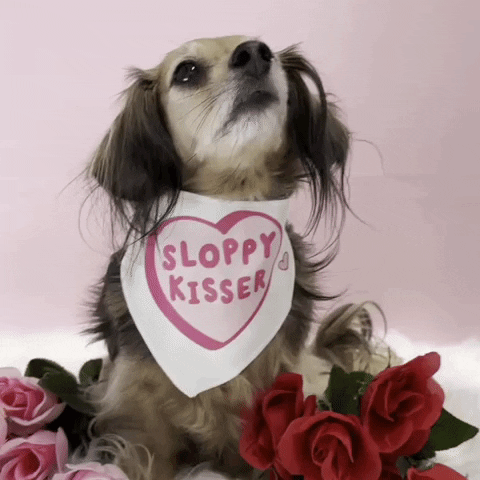 Valentines Day Dachshund GIF by beangoods