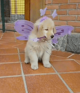 Video gif. A fluffy golden retriever puppy wears butterfly wings, a head band with two butterflies sprouting out from it, and holds a butterfly wand in its mouth. The puppy sits and bites down on the wand. 