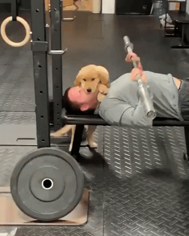 cuteanimalland giphyupload GIF