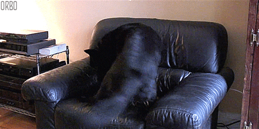 wait for it dog GIF by April Fools
