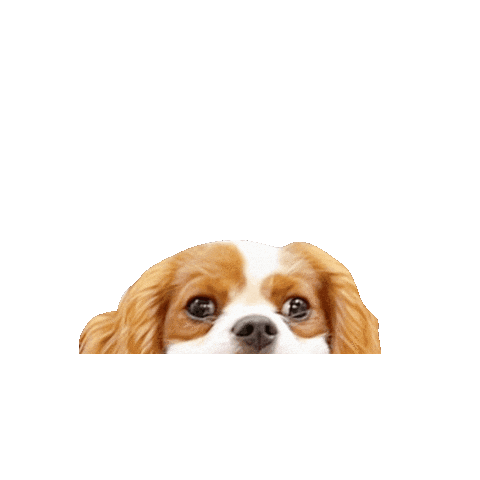 Dogs Hello Sticker