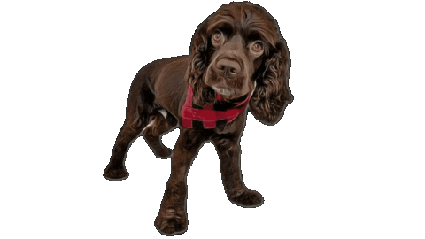 Giving Tuesday Sticker by Camp Cocker Rescue