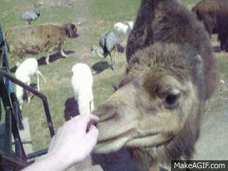 camel GIF