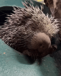 Sleepy Prehensile-Tailed Porcupine GIF by Valley Zoo Development Society