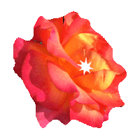flowers STICKER by imoji
