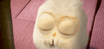 angrybirds cute please need blues GIF