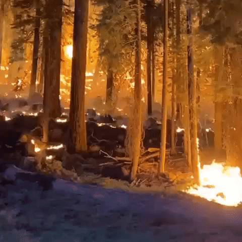 Thousands of Firefighters Battle Growing Dixie Fire in Northern California