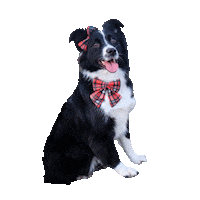 Dog Aussie Sticker by PawTies