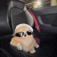 Driving Cool Dog GIF