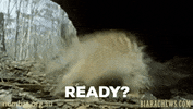 BiaraChews lets go ready lets roll numbats GIF