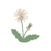 Dandelion Sticker