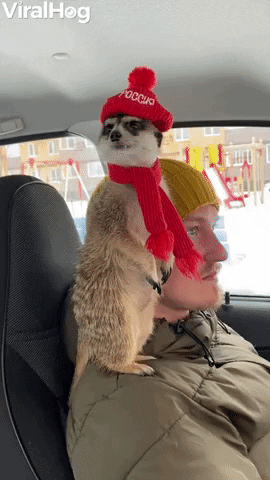Meerkat Sits On Dads Shoulder GIF by ViralHog