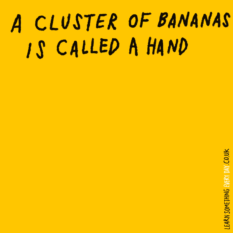 bananas wtf GIF by Learn Something Every Day