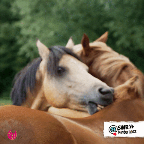 Horse Love GIF by SWR Kindernetz