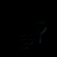 gatorali nogard alibs GIF