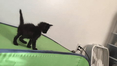 sh GIF
