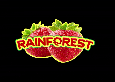 RainforestCarib giphyupload strawberry rainforest rainforest caribbean GIF