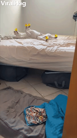 Snoozing Pup Acts As Rubber Ducky Display