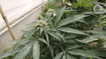 Queensland Cannabis Plantation Seizure