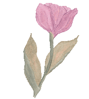Illustration Flower Sticker by Cedar Rose Stationery