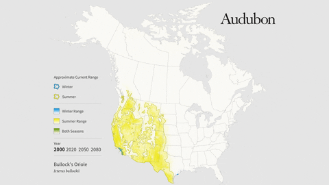 bullock's oriole GIF by audubon