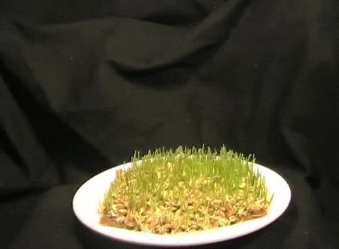 todaywheatgrass GIF