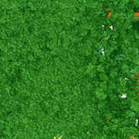 St Patrick Dogs GIF by HammyandBrody