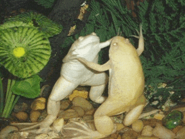 jonnys_world frog dance forbidden dance frogs in love the ol razzle dazzle GIF