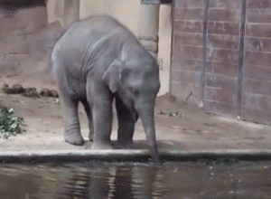 Bubbles Elephants GIF