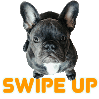 frenchieworld frenchie french bulldog frenchie world Sticker