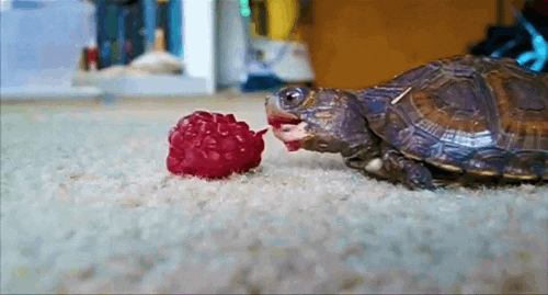 baby eating GIF