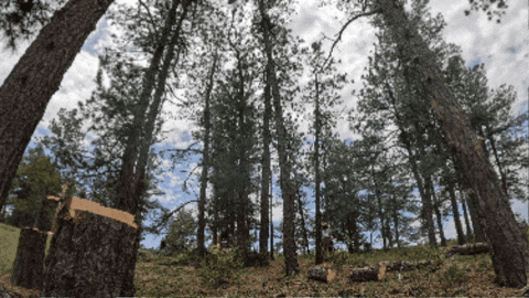 sydisenbergD7 giphygifmaker GIF