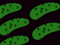 Pickles GIF