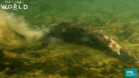 otter GIF by BBC Earth