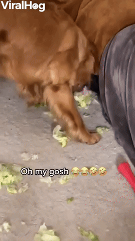 Ben the Golden Plays with Lettuce