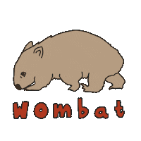 Wildlife Wombat Sticker by Tasmania