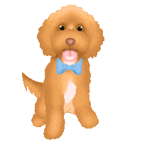 Rufus The Cavoodle Sticker by zoopeez